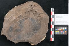 Foto (Objekt + Etikett) von Juglans acuminata Braun (NHMW-GEO-2024-0188-8029)